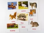 Картки міні з мобільним додатком. Лісові мешканці