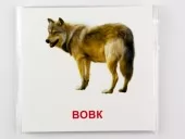 Картки міні з мобільним додатком. Лісові мешканці