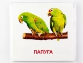 Картки міні з мобільним додатком. Птахи