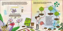 Як мурахи рятуються від повені?