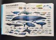 Дивипедія. Енциклопедії DK