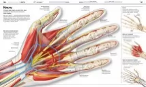 Енциклопедія знань. Тіло людини. Енциклопедії DK