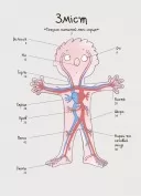 Як улаштоване моє тіло: книжка для дітей (і дорослих!)