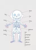 Як улаштоване моє тіло: книжка для дітей (і дорослих!)