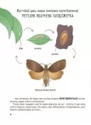 Дивовижні перетворення. Навіщо такі хвости